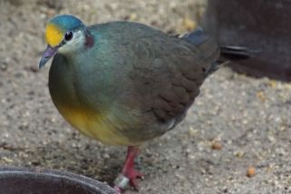 Gallicolumba tristigmata - Hopftaube (Celebes-Erdtaube)